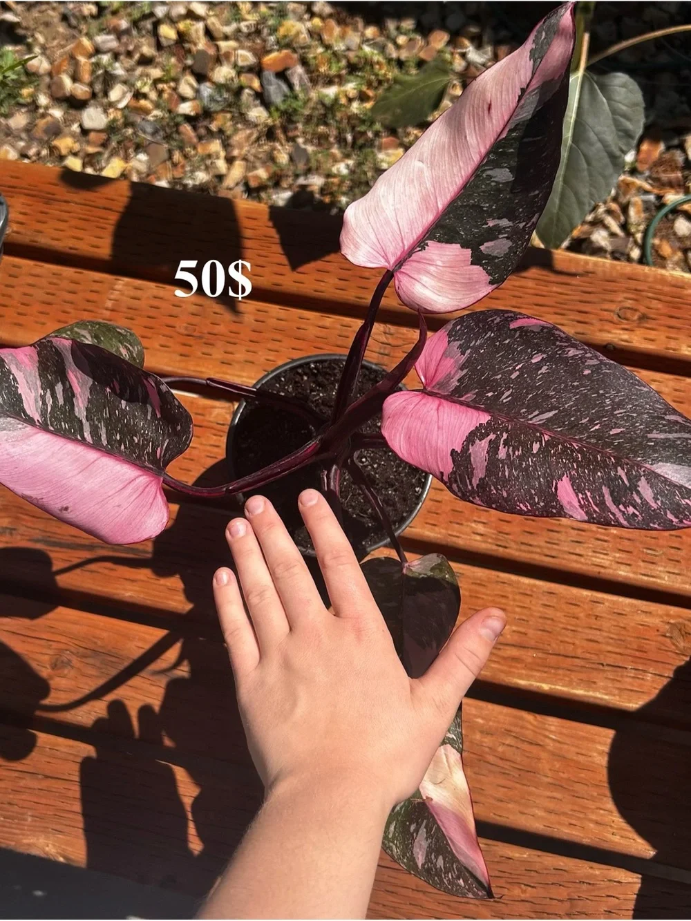 Variegated Green & White Philodendron - Premium Reptile-Friendly Plant